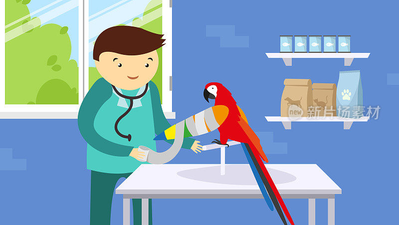 兽医在兽医诊所检查一只鹦鹉