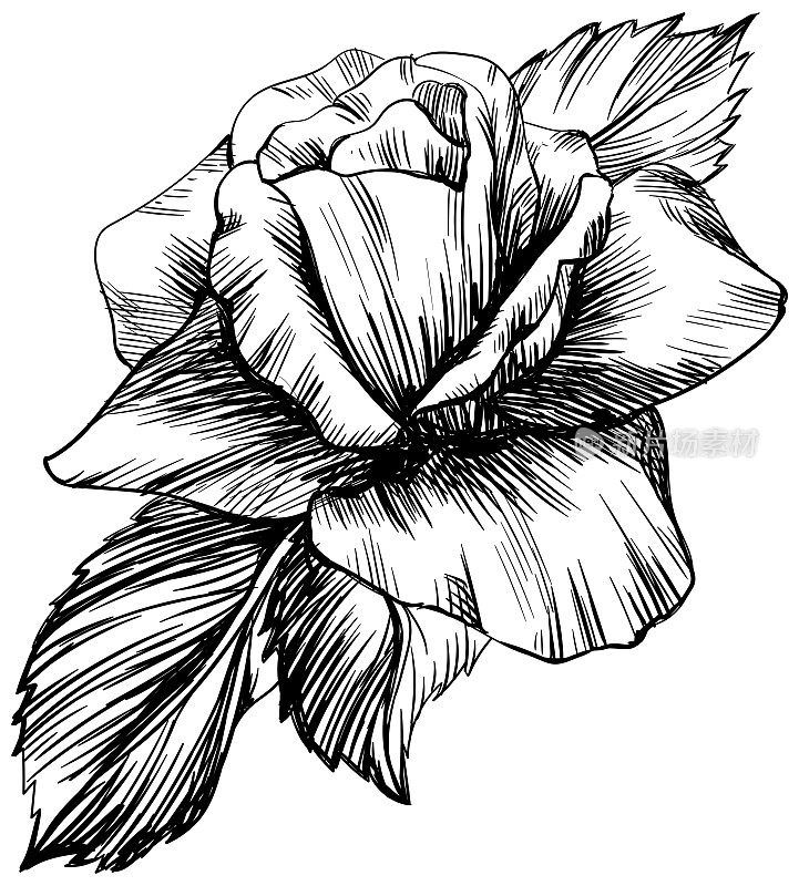 蔷薇花孤立于白色上。手绘复古插图。