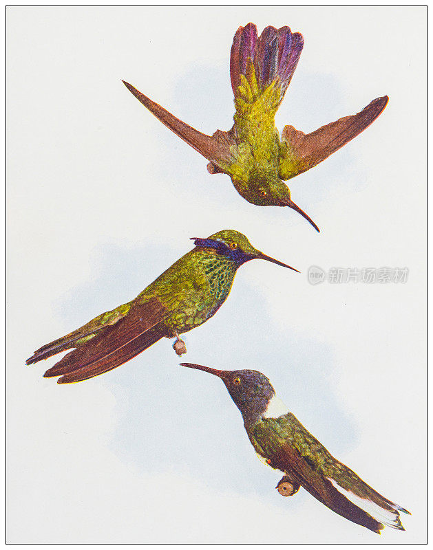 古代鸟类学彩色图像:蜂鸟