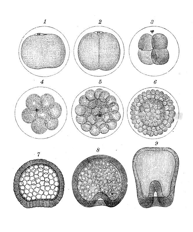 古代生物动物学图像:一颗海星卵的发育