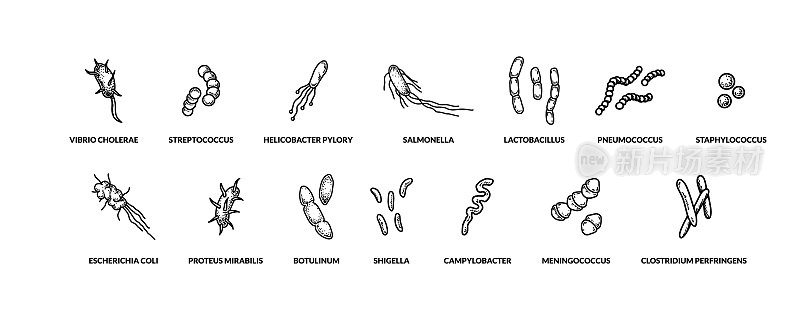 一套手绘不同类型的细菌。矢量插图素描风格。写实科学制图