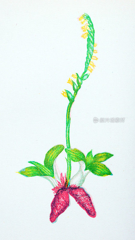野生花卉的古董植物学插图:芬芳的女士的头发，纽蒂亚螺旋