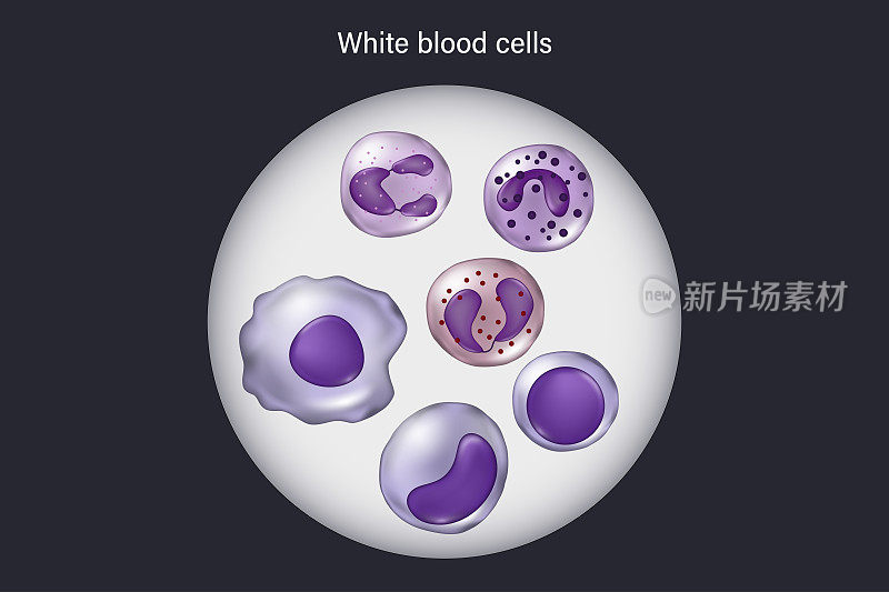 显微镜下的白细胞。中性粒细胞，嗜酸性粒细胞，嗜碱性粒细胞，单核细胞，淋巴细胞和巨噬细胞。