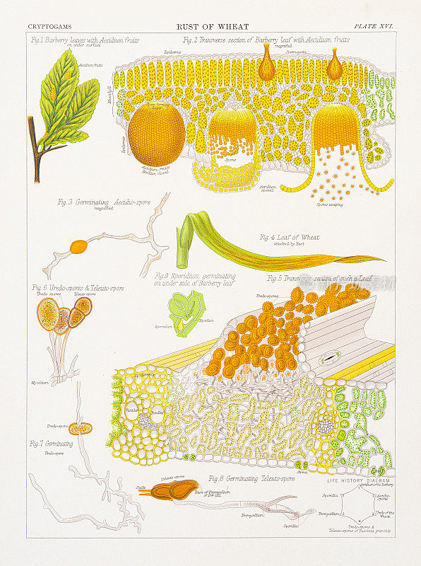 小麦锈病色版印刷1883年