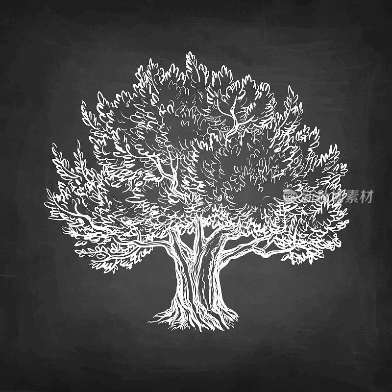 橄榄树的粉笔素描。