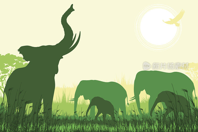 非洲野生动物园背景，有喇叭象，大象妈妈和小象