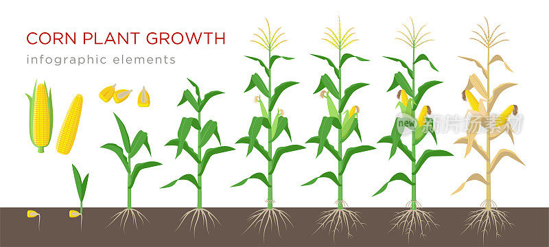 玉米生长阶段平面设计矢量插图。玉米种植过程。在白色背景上孤立的玉米从谷粒生长到开花结果的植株。成熟的玉米和谷物。