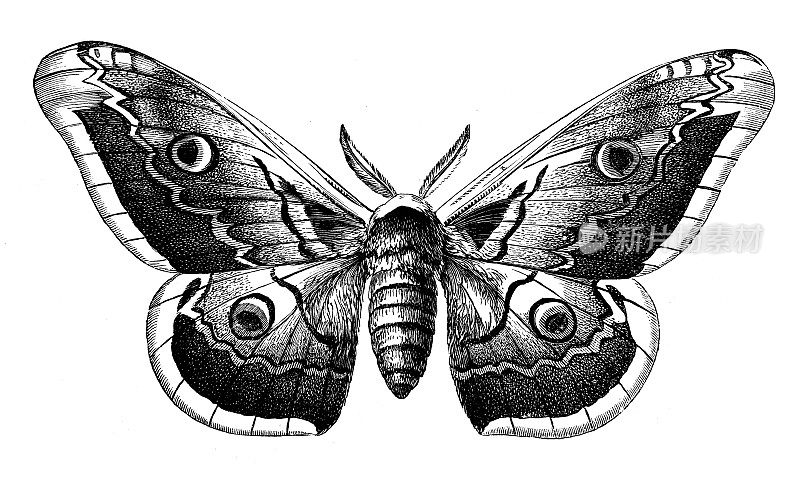 古玩动物插图:土卫六、巨型孔雀蛾