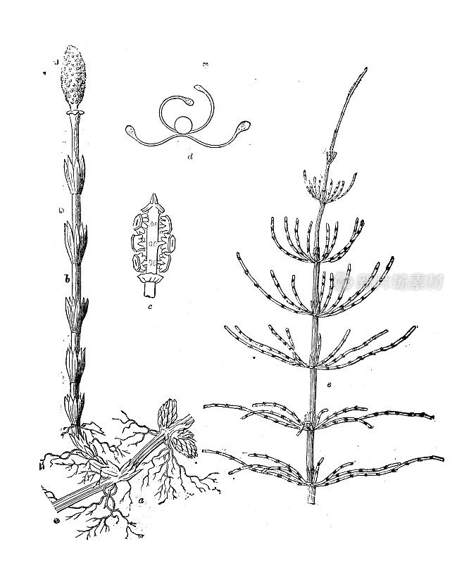 古插图，植物学:木贼，马尾草