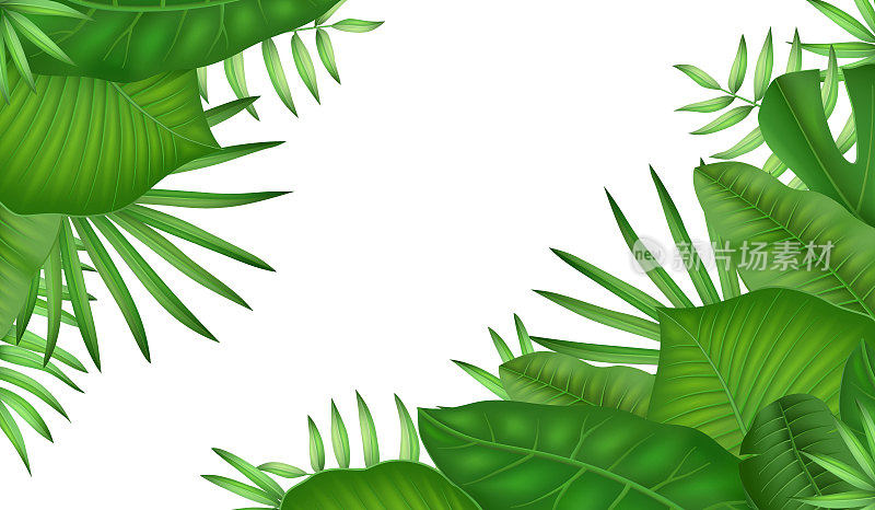 热带植物叶片背景