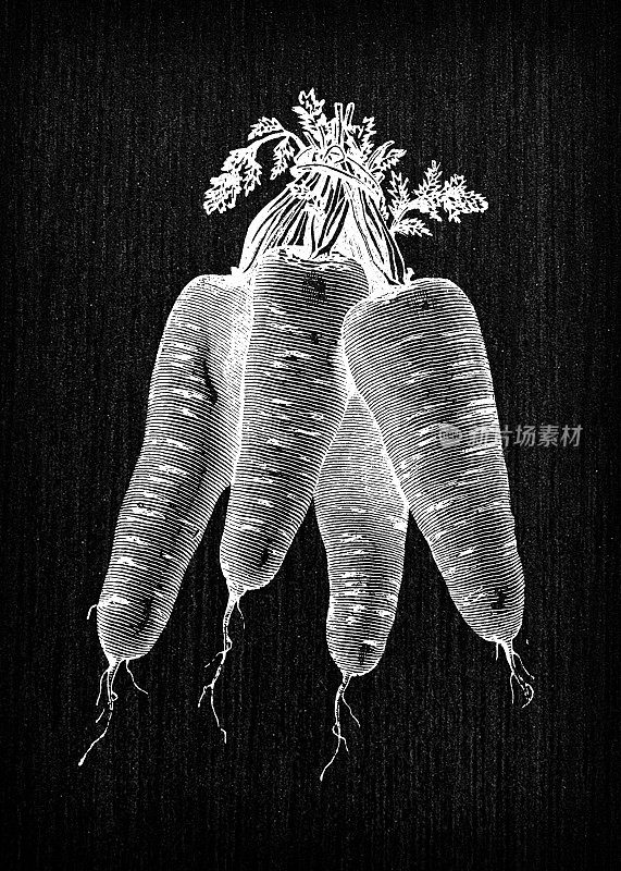 植物学蔬菜植物古董雕刻插图:胡萝卜