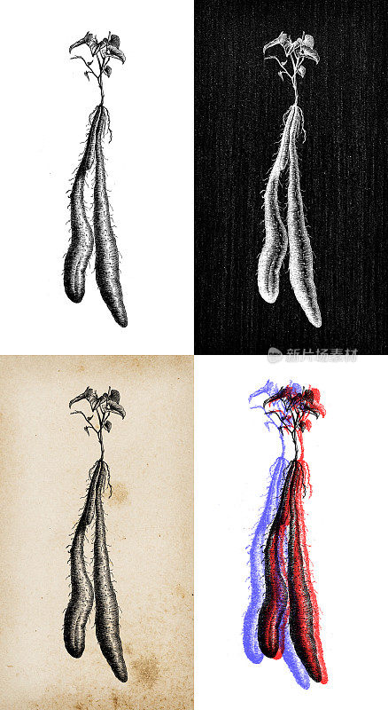 古董植物学插图:山药、山药