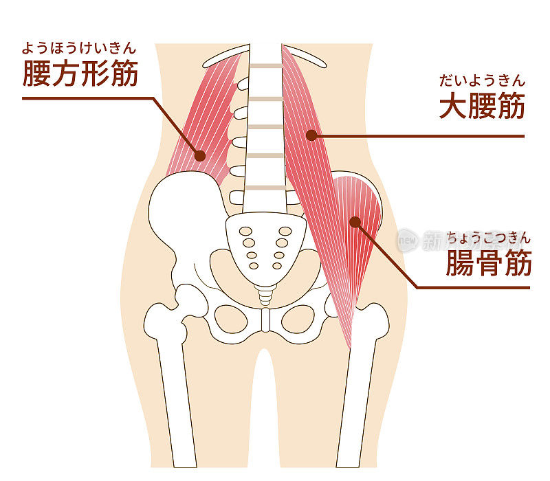 腹部大腰肌和髂腰肌图示
