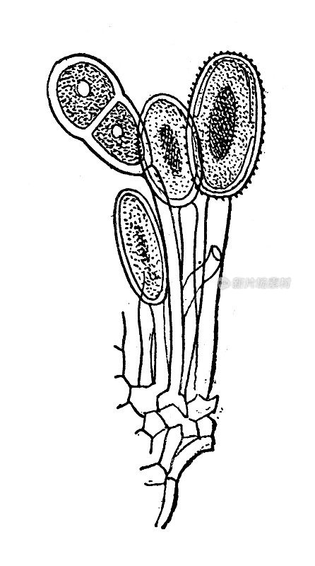 古董插图:锈菌目(Pucciniales)