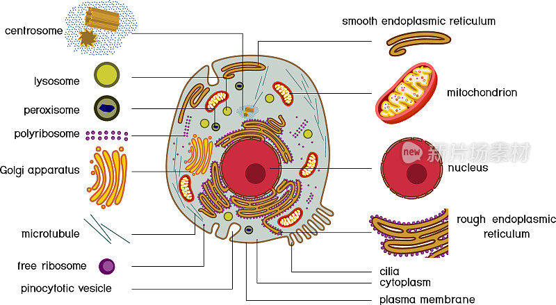 动物细胞结构。生物课的动物细胞部分教材