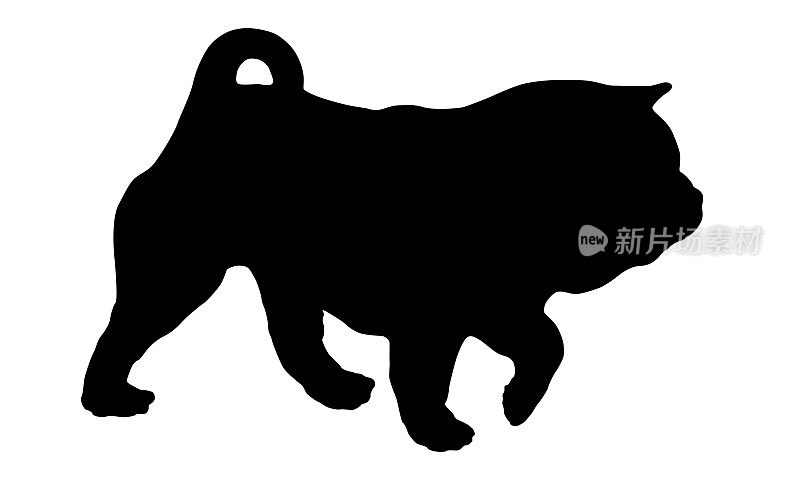 黑狗轮廓。散步的松狮犬。宠物的动物。孤立在白色背景上。