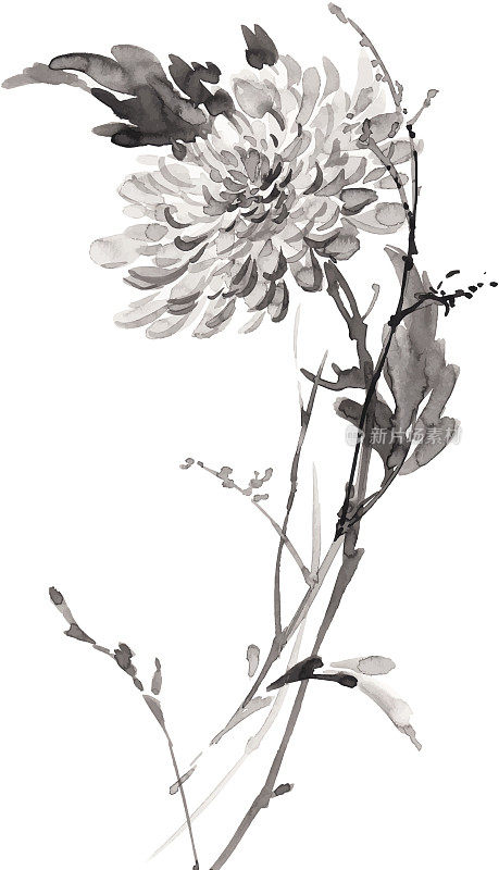 水墨花卉插图。烟灰墨的风格。