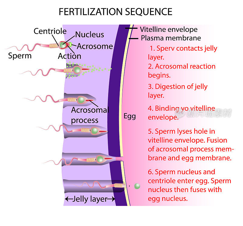 受精是卵子和精子的结合