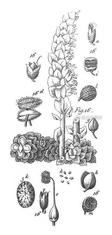 不同科栽培植物的牙根;装饰、食用或药用雕刻古董插图，出版于1851年