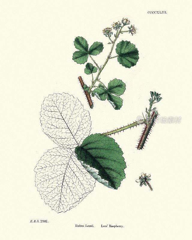 悬钩子，李氏树莓植物，植物指纹