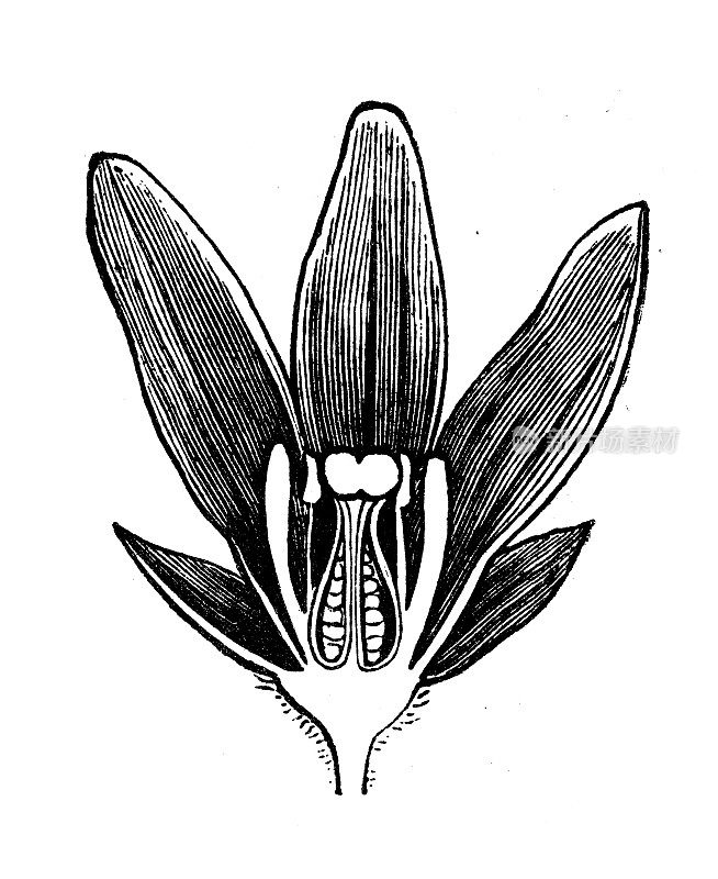 古植物学插图:Asclepias