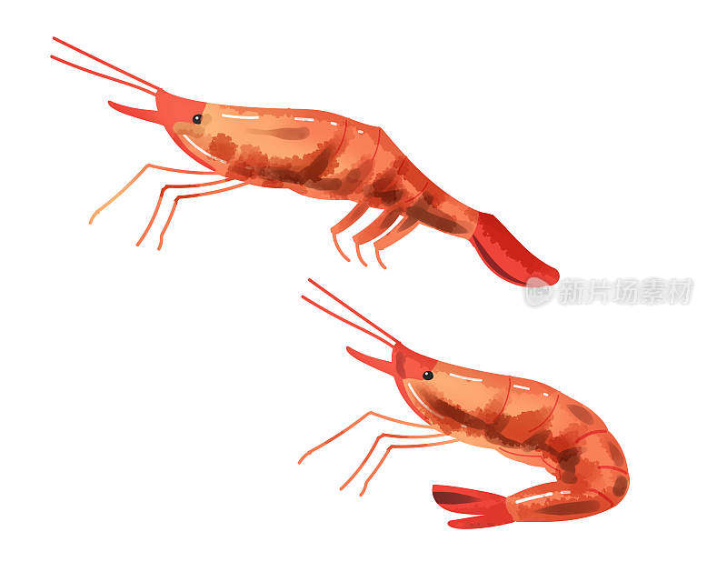 粉虾(甜虾)水彩画风格