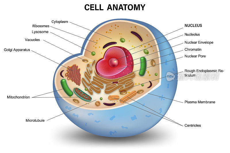 细胞截面结构详细的彩色解剖孤立在白色背景。矢量插图。
