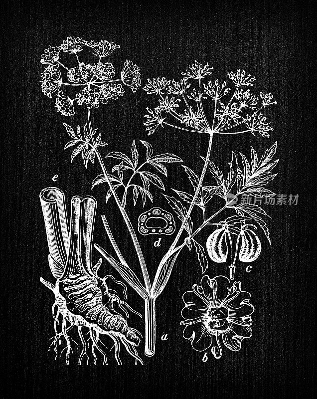 植物学植物仿古雕刻插画:Cicuta(水毒芹)