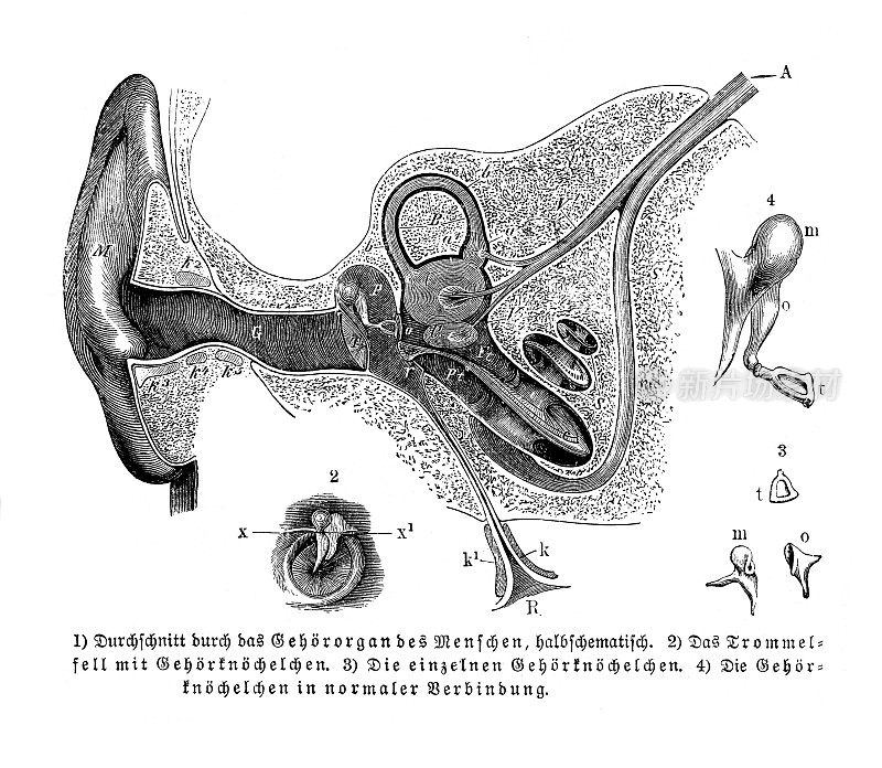 1896年内中耳人体解剖图