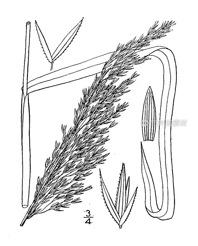 古植物学植物插图:桂皮、苇草