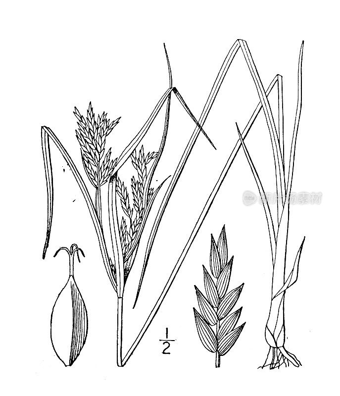 古植物学植物插图:施魏尼茨香附，施魏尼茨的香附