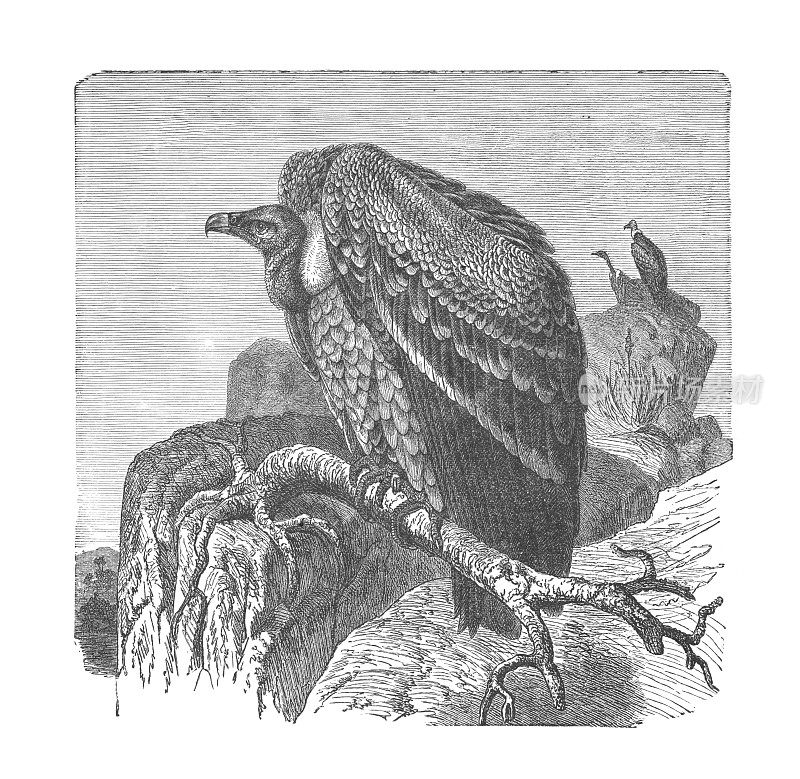 格里芬秃鹫，古董雕刻插图