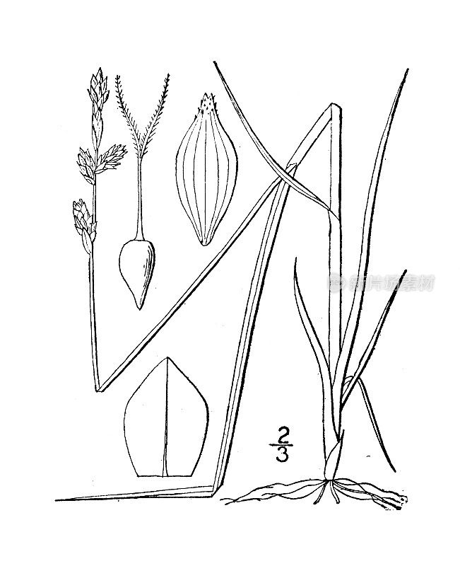 古董植物学植物插图:挪威苔草，挪威莎草