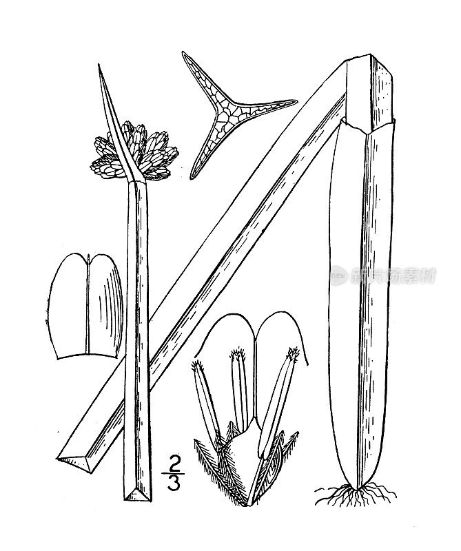 古植物学植物插图:三棱藨草奥尔尼，奥尔尼的芦苇