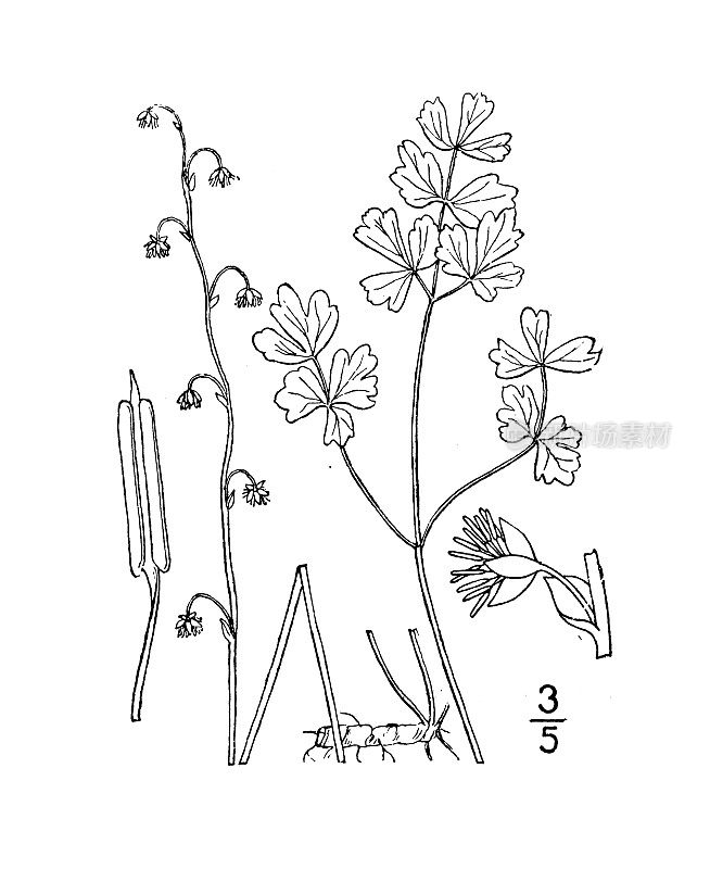 古植物学植物插图:大理石南，北极或矮草甸rue