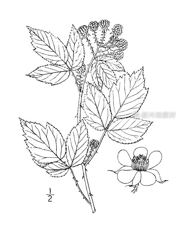 古植物学植物插图:西花楸，黑树莓，顶针莓