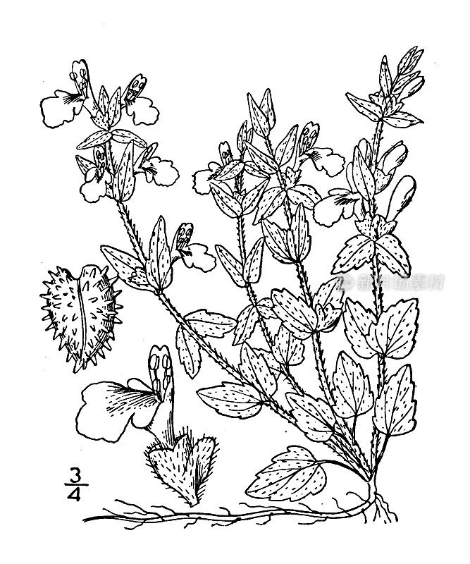 古植物学植物插图:黄芩、草原黄芩