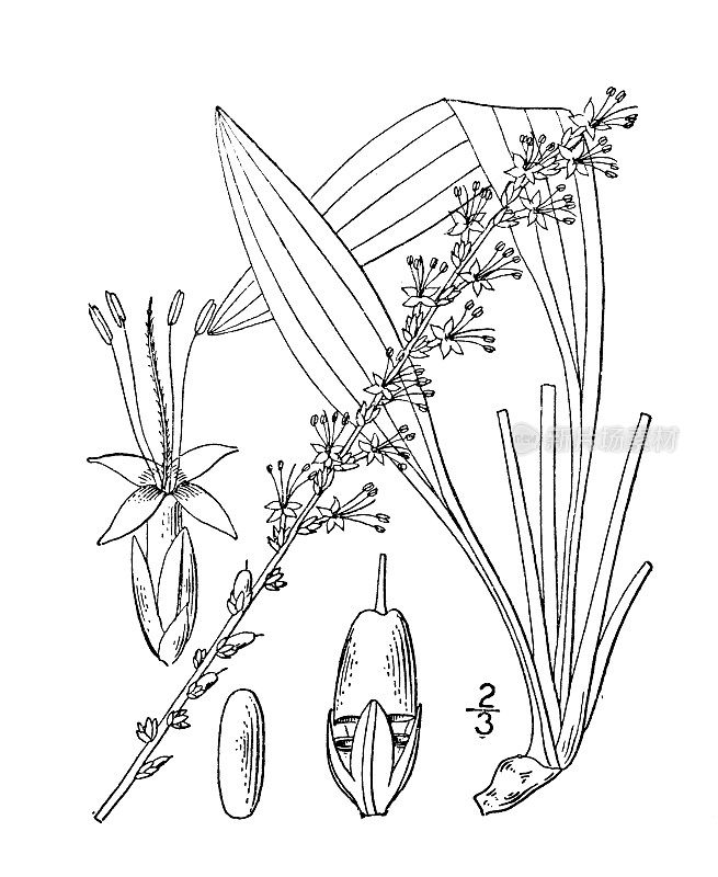 古植物学植物插图:疏生车前草，南方大蕉
