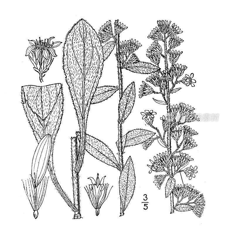 古植物学植物插图:一枝黄花双色，白色金杆