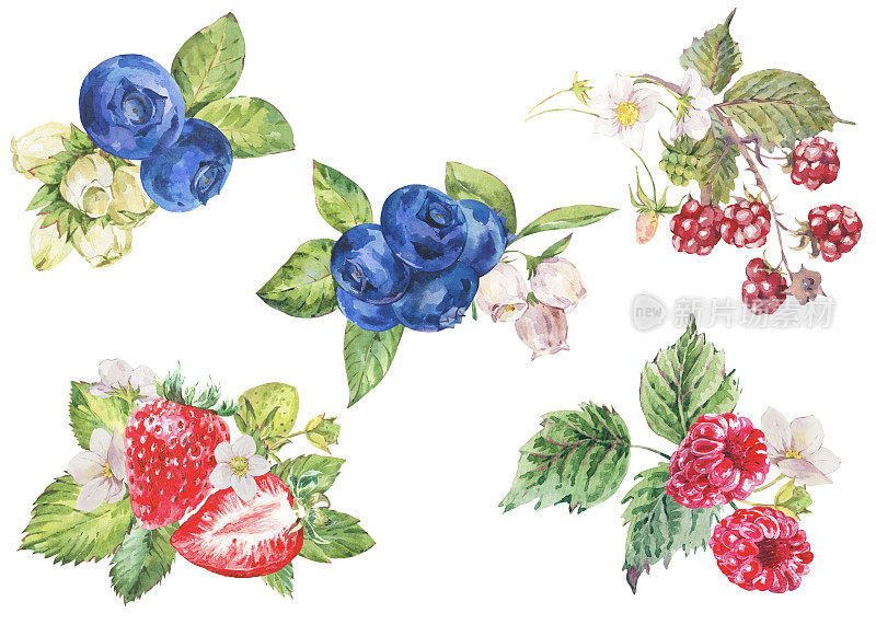 夏天的浆果水彩套。水果，草莓，蓝莓孤立在白色