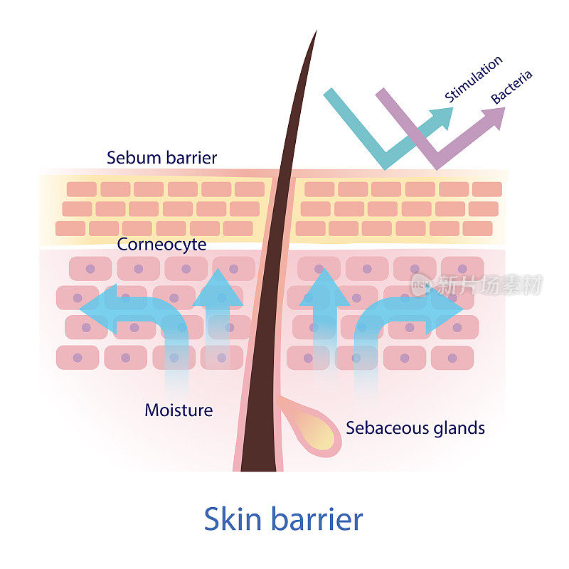 健康保护性皮肤屏障向量在白色背景。