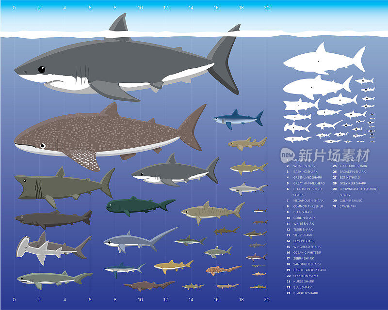 鲨鱼大小比较卡通矢量插图集