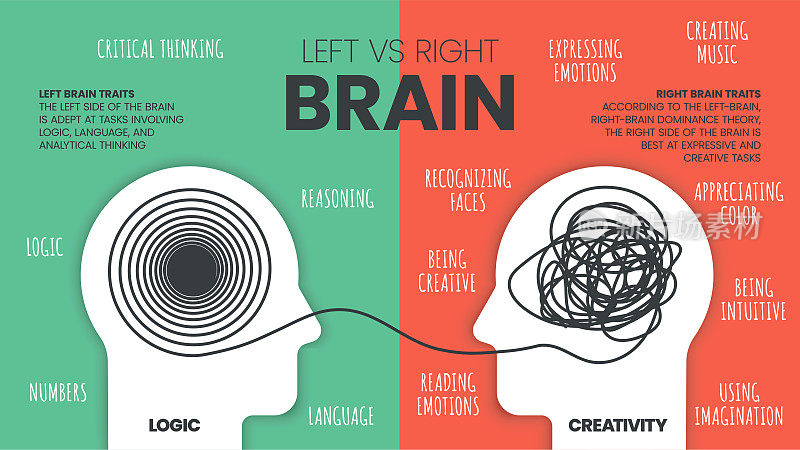 左脑与右脑优势信息图模板。人类大脑如何工作的理论。创造型的人用右脑，分析型的思考者用左脑。视觉幻灯片展示向量