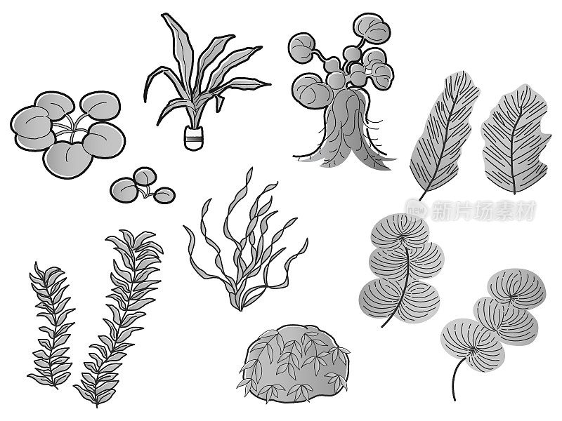 水生植物水族箱插图