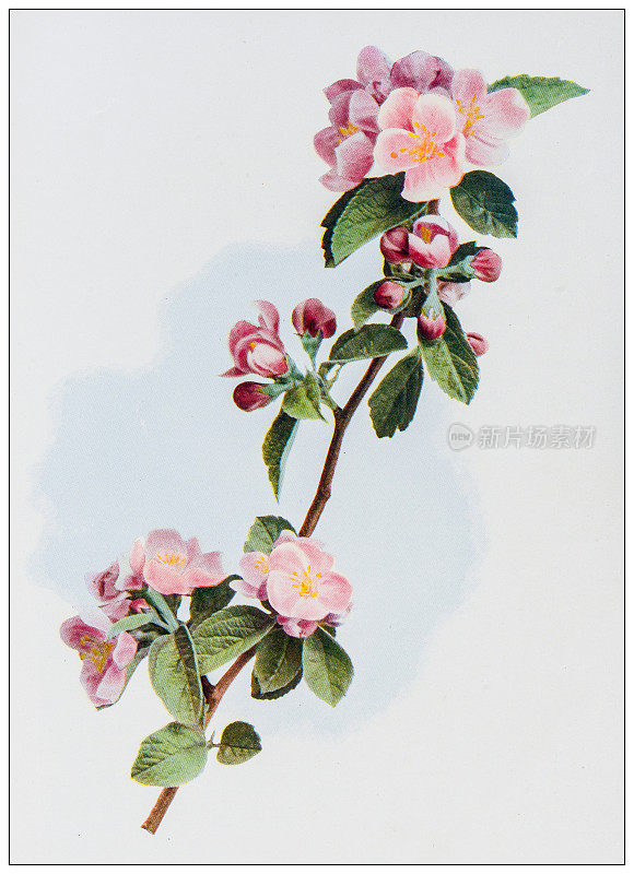 古色古香的自然色彩形象:苹果花