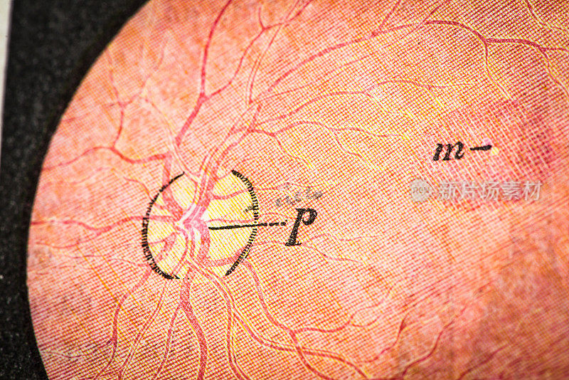 古董医学科学插图高分辨率:眼睛
