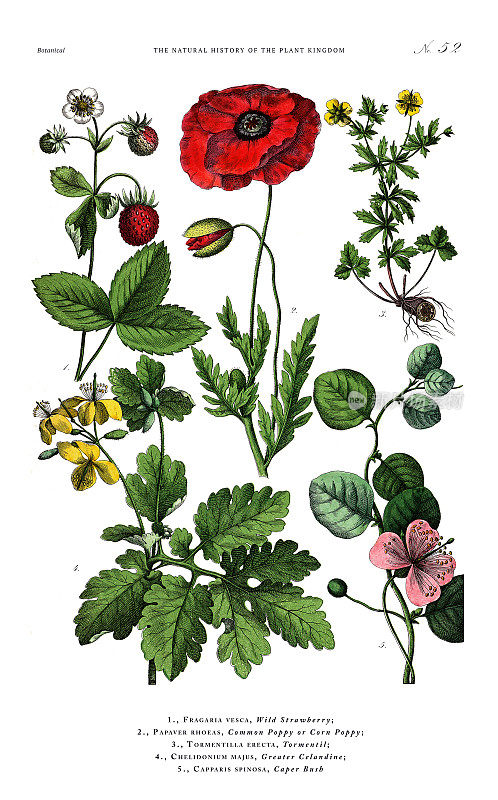 水果和开花植物，植物王国，维多利亚植物插图，大约1853年