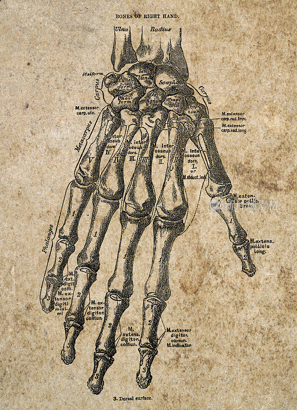 右手骨古生物医学插图，维多利亚解剖图纸，19世纪