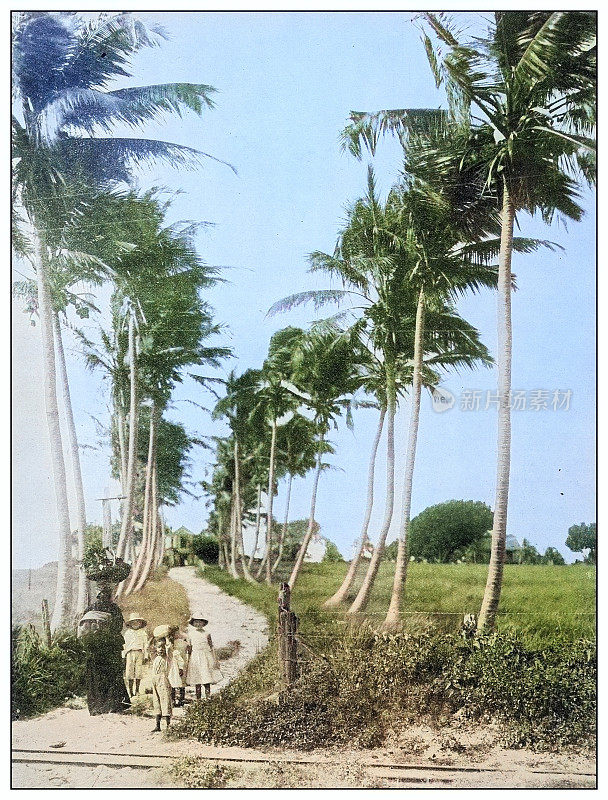 古董黑白照片:波多黎各棕榈大道