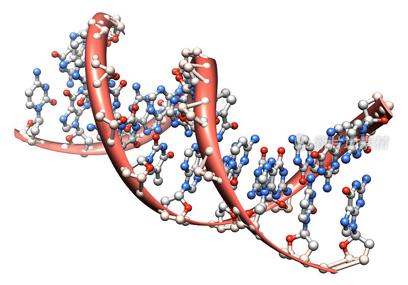 DNA分子的设计模型
